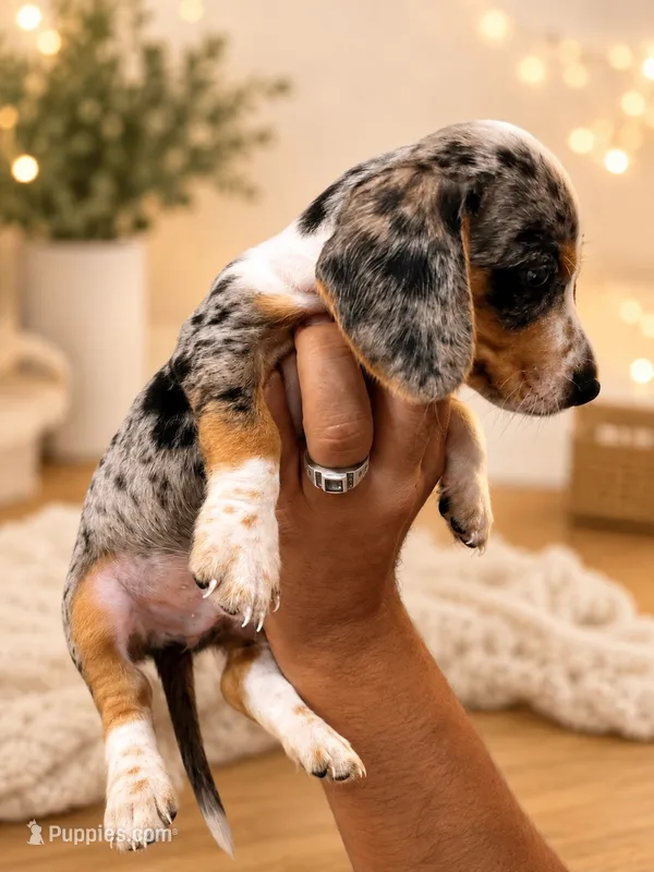    Milo – Dachshund puppy for sale in Indianapolis, IN