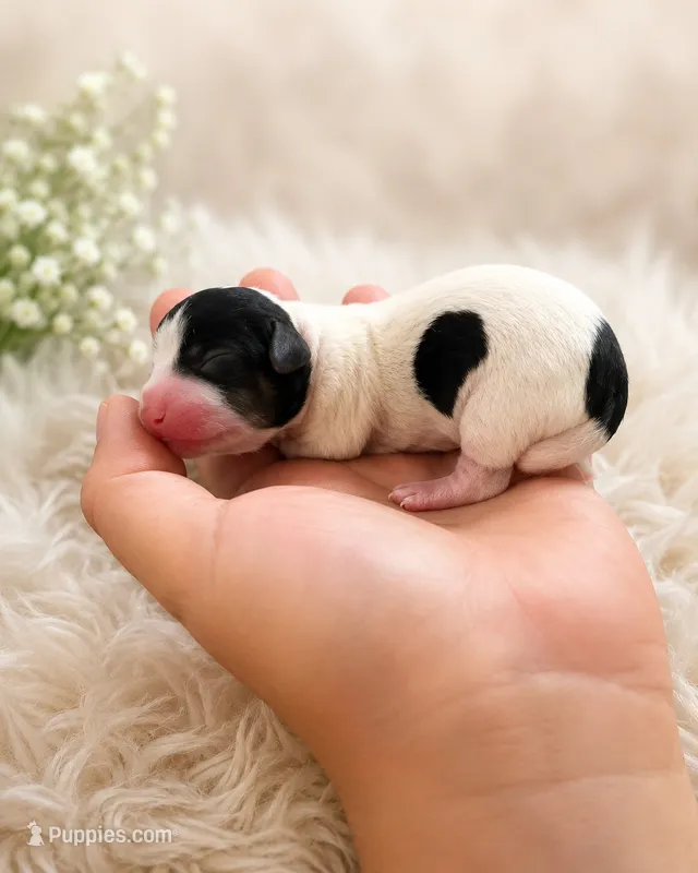Bruno – Dachshund puppy for sale in Indianapolis, IN