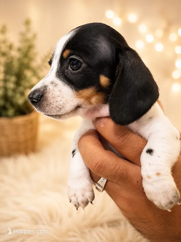 Bruno – Dachshund puppy for sale in Indianapolis, IN
