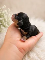 Rocky, a male Dachshund for sale in Indianapolis, IN – 1 of 1