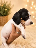 Bruno, a male Dachshund for sale in Indianapolis, IN – 2 of 2