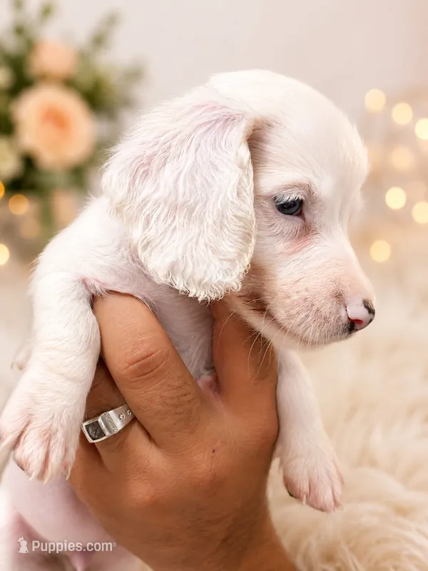 Lele – Dachshund puppy for sale in Indianapolis, IN