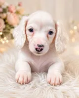 Lele, a female Dachshund for sale in Indianapolis, IN – 2 of 2