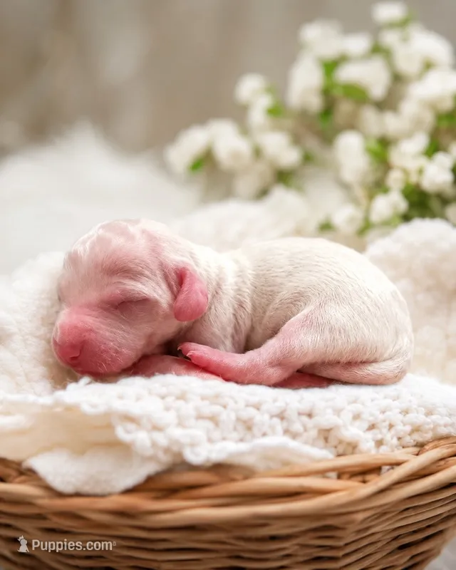 Lele – Dachshund puppy for sale in Indianapolis, IN