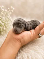 Theo, a male Dachshund for sale in Indianapolis, IN – 1 of 1