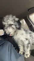 Hurley, a male Aussiedoodle for sale in Benton, MO – 3 of 7