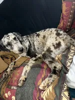 Hurley, a male Aussiedoodle for sale in Benton, MO – 7 of 7