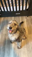 Hurley, a male Aussiedoodle for sale in Benton, MO – 4 of 6