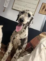 Hurley, a male Aussiedoodle for sale in Benton, MO – 3 of 6
