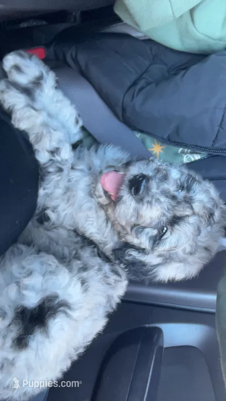 Hurley – Aussiedoodle puppy for sale in Benton, MO