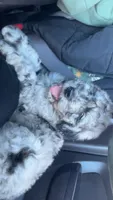 Hurley, a male Aussiedoodle for sale in Benton, MO – 1 of 7