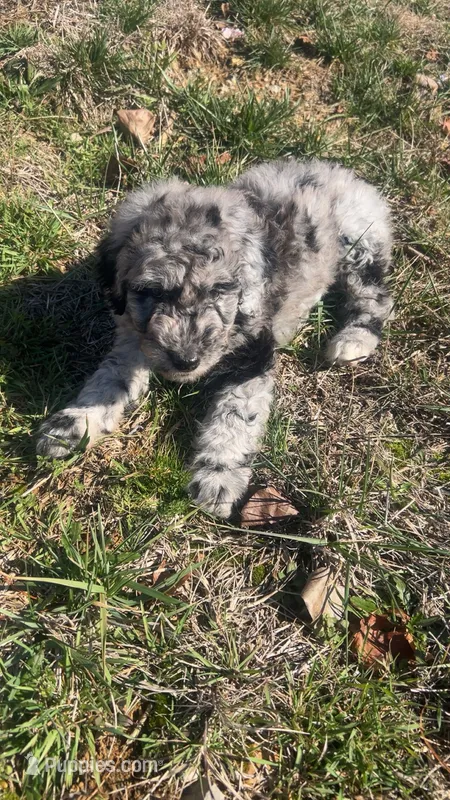Hurley – Aussiedoodle puppy for sale in Benton, MO