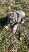Hurley, a male Aussiedoodle for sale in Benton, MO – 1 of 6
