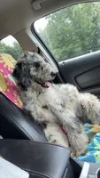 Hurley, a male Aussiedoodle for sale in Benton, MO – 5 of 6