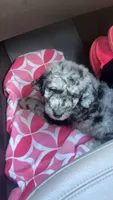 Hurley, a male Aussiedoodle for sale in Benton, MO – 3 of 6