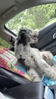 Hurley, a male Aussiedoodle for sale in Benton, MO – 6 of 6