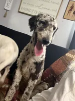 Hurley, a male Aussiedoodle for sale in Benton, MO – 5 of 7
