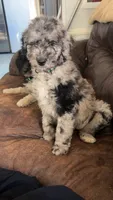 Hurley, a male Aussiedoodle for sale in Benton, MO – 2 of 7
