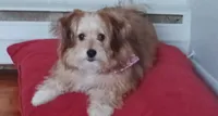 Friday, a female Pomeranian and Poodle - Miniature  for sale in Fishkill, NY – 3 of 4