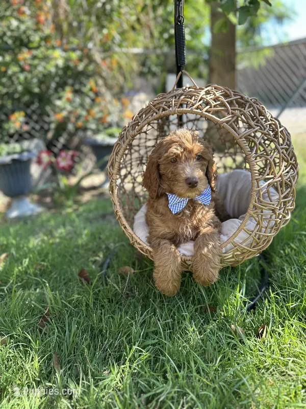 Blue collar  – Goldendoodle puppy for sale in Bakersfield Country Club, CA
