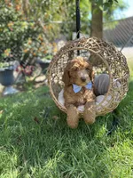 Blue collar , a male Goldendoodle for sale in Bakersfield Country Club, CA – 1 of 1