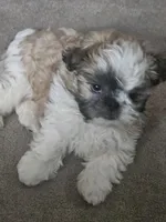 Noah, a male Shih Tzu for sale in Orting, WA – Photo 2 of 5