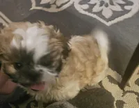 Noah, a male Shih Tzu for sale in Orting, WA – Photo 5 of 5