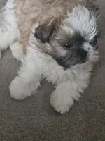 Noah, a male Shih Tzu for sale in Orting, WA – Photo 3 of 5