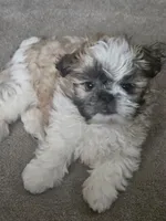 Noah, a male Shih Tzu for sale in Orting, WA – Photo 4 of 5