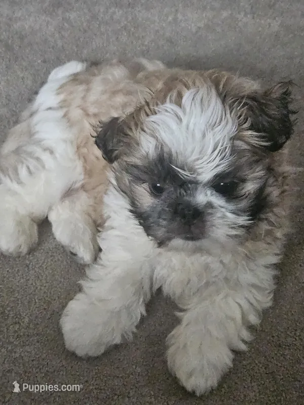 Noah – Shih Tzu puppy for sale in Orting, WA