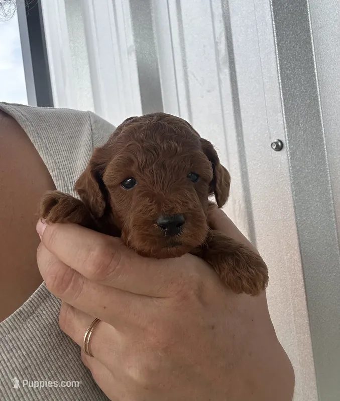 Copper – Poodle - Toy  puppy on hold in Seminole, TX