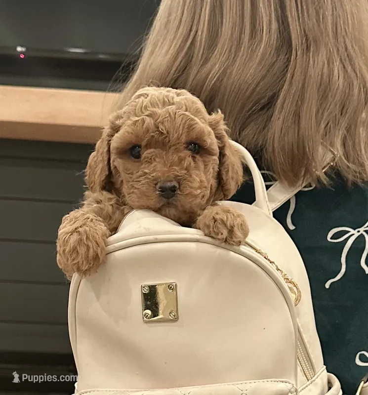 Copper – Poodle - Toy  puppy for sale in Seminole, TX