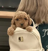 Copper, a male Poodle - Toy  for sale in Seminole, TX – 1 of 2