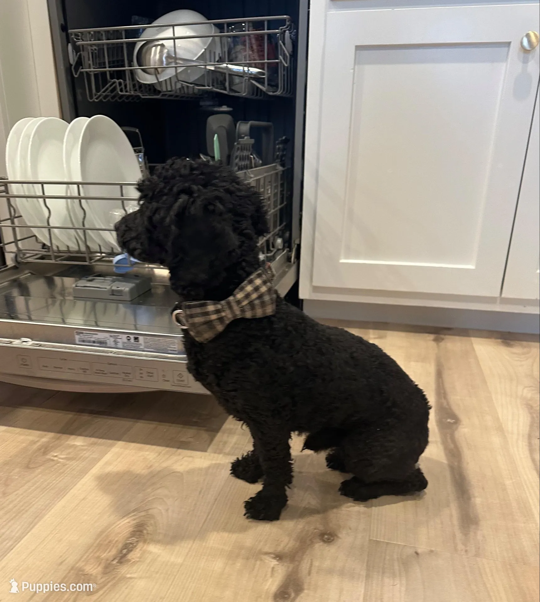 Max – Poodle - Toy  puppy for sale in Seminole, TX