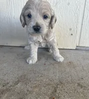 Toy Cockapoo - Tucker, a male Cockapoo for sale in Seminole, TX – 4 of 6