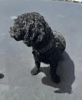 Max, a male Poodle - Toy  for sale in Seminole, TX – Photo 2 of 4