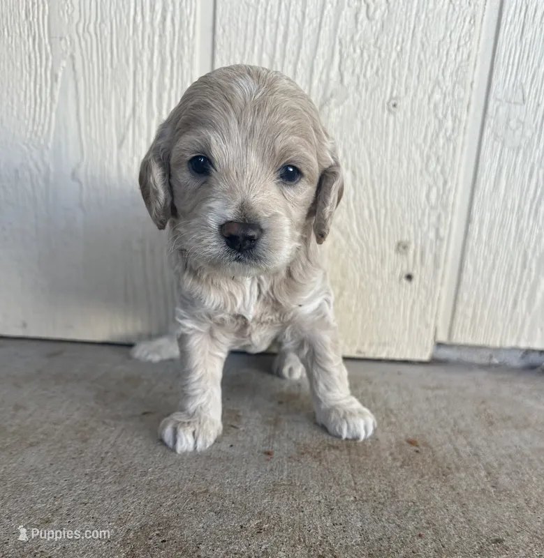 Toy Cockapoo - Tucker – Cockapoo puppy for sale in Seminole, TX