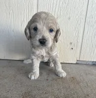 Toy Cockapoo - Tucker, a male Cockapoo for sale in Seminole, TX – 1 of 6