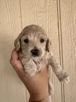 Toy Cockapoo - Tucker, a male Cockapoo for sale in Seminole, TX – 6 of 6