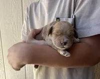 Toy Cockapoo - Scout, a male Cockapoo for sale in Seminole, TX – Photo 2 of 2