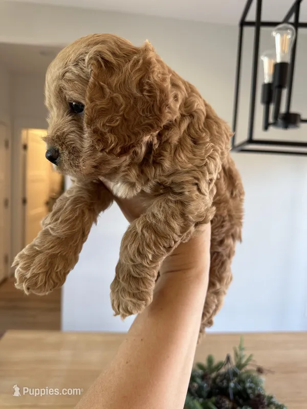 Toy Cockapoo - Scout – Cockapoo puppy for sale in Seminole, TX
