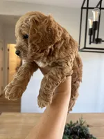 Toy Cockapoo - Scout, a male Cockapoo for sale in Seminole, TX – Photo 1 of 2
