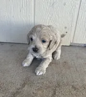 Toy Cockapoo - Tucker, a male Cockapoo for sale in Seminole, TX – 2 of 6