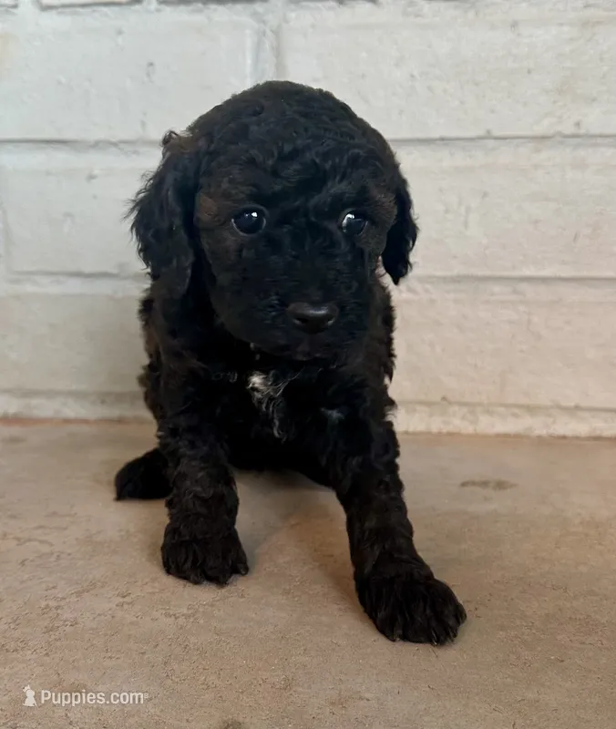 Monty – Poodle - Toy  puppy on hold in Seminole, TX