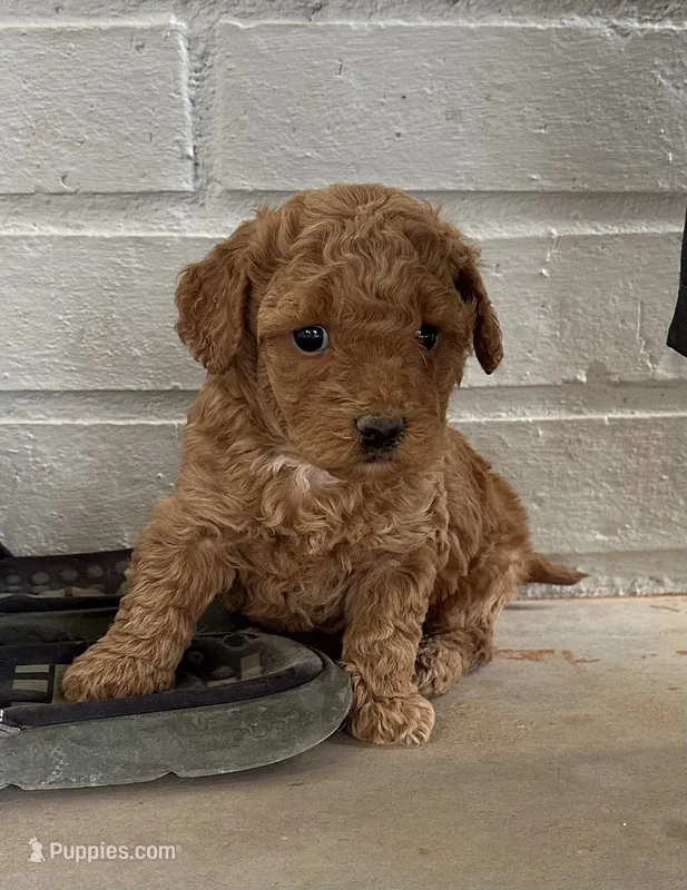 Cinnamon – Poodle - Toy  puppy on hold in Seminole, TX