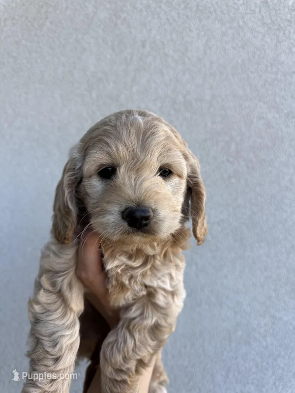 Toy Cockapoo - Tucker – Cockapoo puppy for sale in Seminole, TX