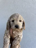 Toy Cockapoo - Tucker, a male Cockapoo for sale in Seminole, TX – Photo 1 of 2