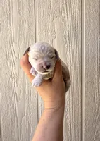 Toy Cockapoo - Tucker, a male Cockapoo for sale in Seminole, TX – Photo 2 of 2