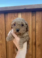 Toy Poodles , a  Poodle - Toy  for sale in Seminole, TX – 3 of 4