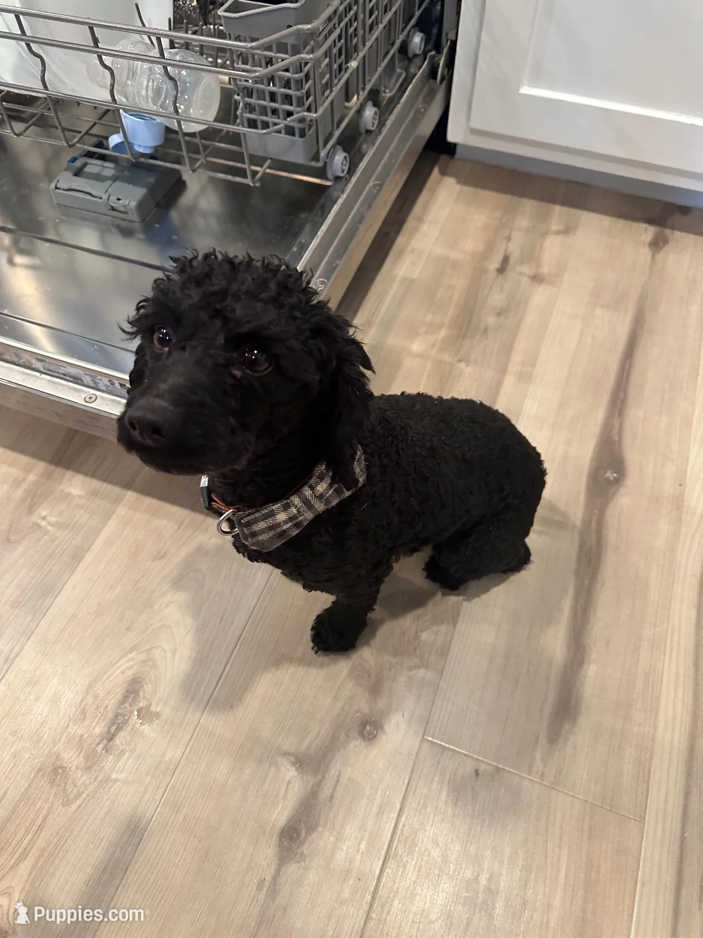 Max, a male Poodle - Toy  for sale in Seminole, TX – Photo 4 of 4